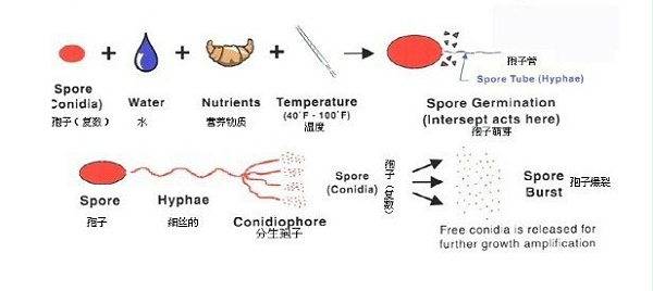 細(xì)菌生長(zhǎng)過程