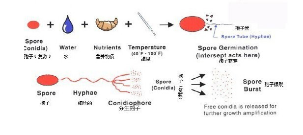 細(xì)菌生長(zhǎng)過程